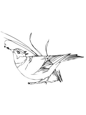 Wren Bird Eating Seeds Coloring Page